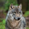 森林狼生存模拟器v1.0